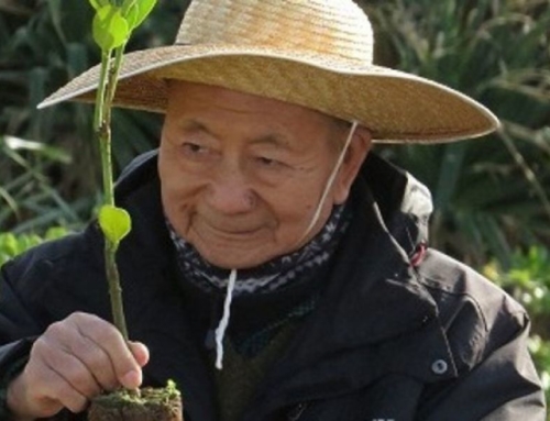 Akira Miyawaki : l’origine de sa méthode de reforestation