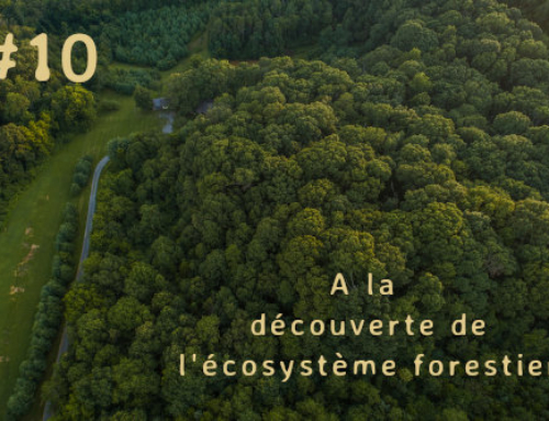 Les excréments des plantes
