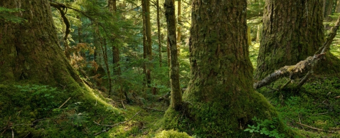 reforestation en France les avantages