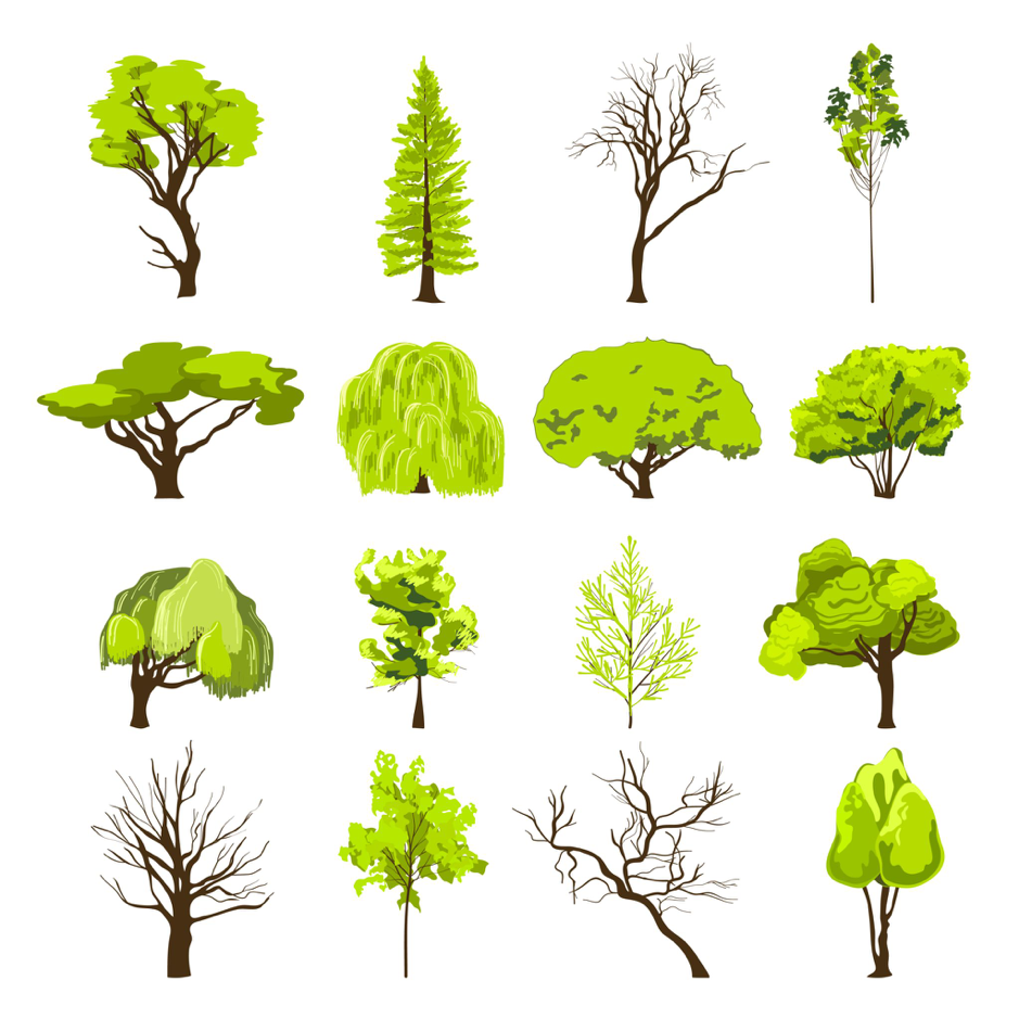 reconnaître les arbres par leur forme
