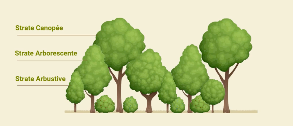 Les 3 strates d'une micro-forêt