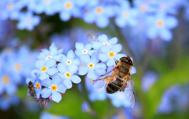 Liste d'arbres et arbustes mellifères pour les abeilles et autres pollinisateurs