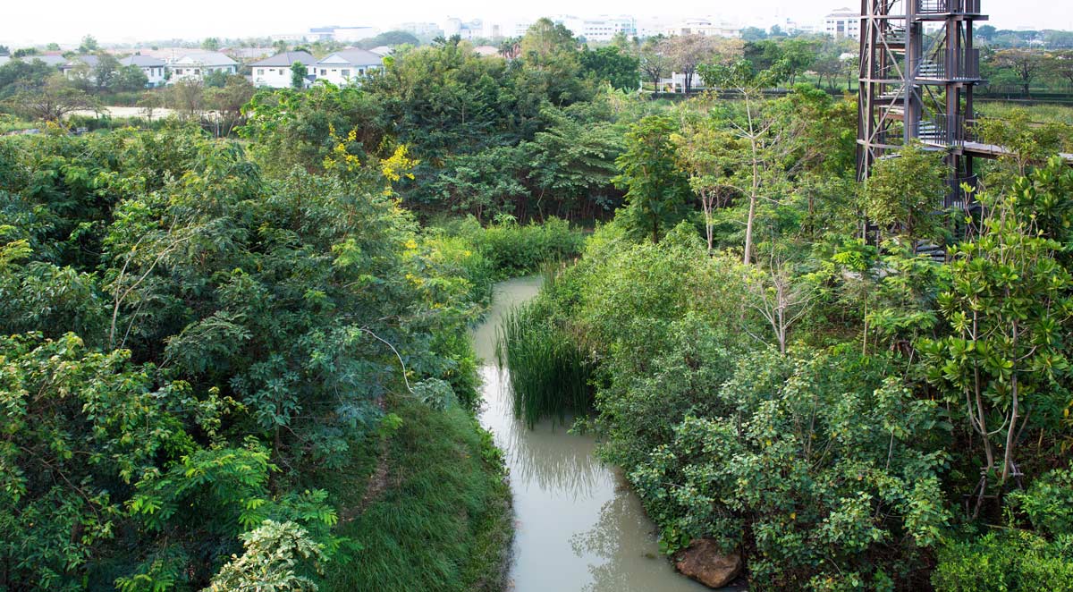 Micro-forêt Metro Forest Bangkok, Photo by Rungkit Charoenwat