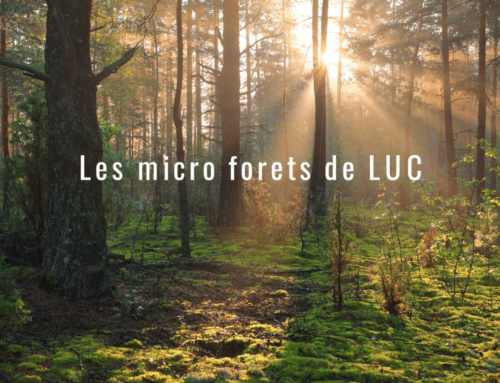 Reportage : les micro-forêts de Luc dans l’Orléanais
