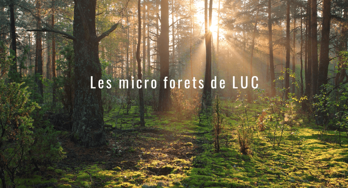 reportage micro-forêts de Luc