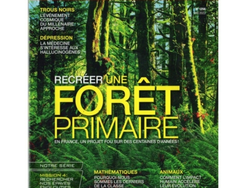Adapter sans dénaturer : intégrer les principes de résilience dans les microforêts Miyawaki