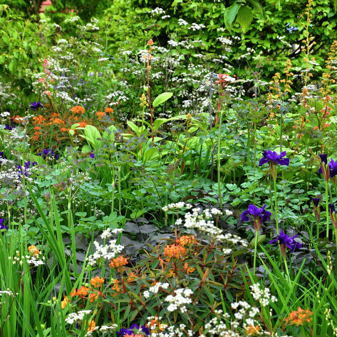 Jardin sauvage et plantes bio-indicatrices Jardin sauvage et plantes bio-indicatrices
