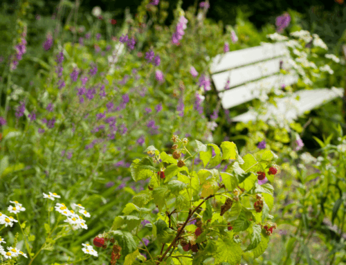 Guide étape par étape : Utiliser les plantes bio-indicatrices pour connaître son sol