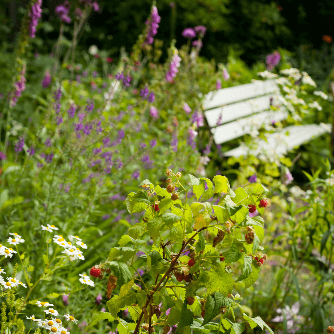 Jardin sauvage et plantes bio-indicatrices Jardin sauvage et plantes bio-indicatrices