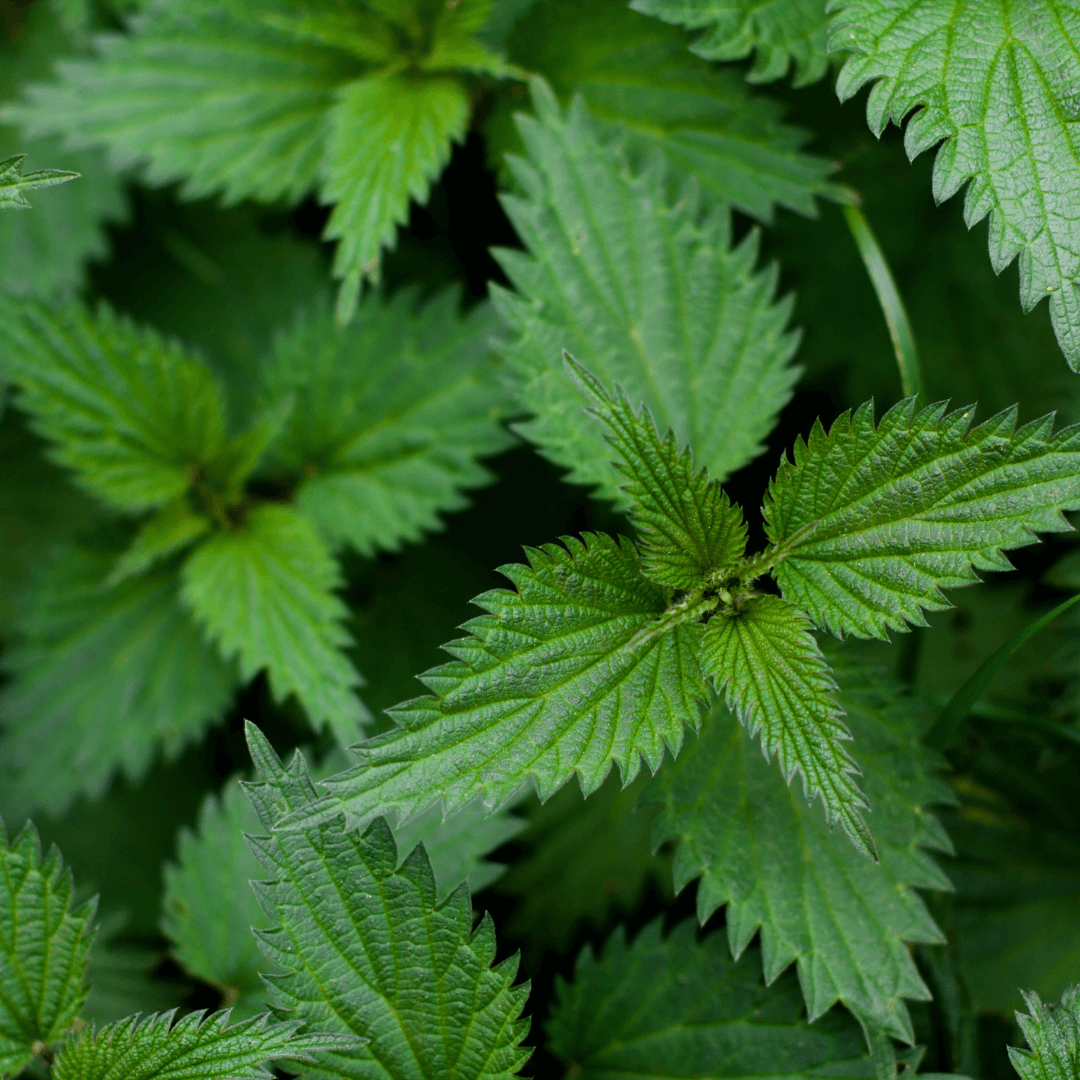 Plantes bio-indicatrices, l’ortie Plantes bio-indicatrices, l'ortie
