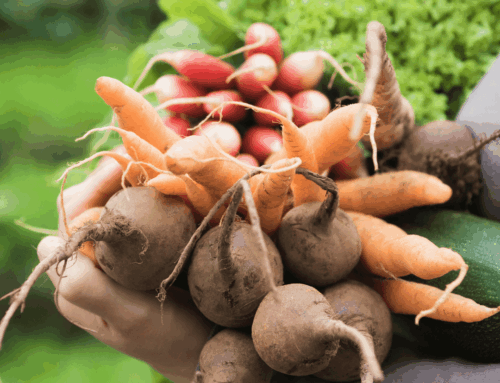 Créer un potager d’été « fainéant » et résilient : méthode simple, étape par étape