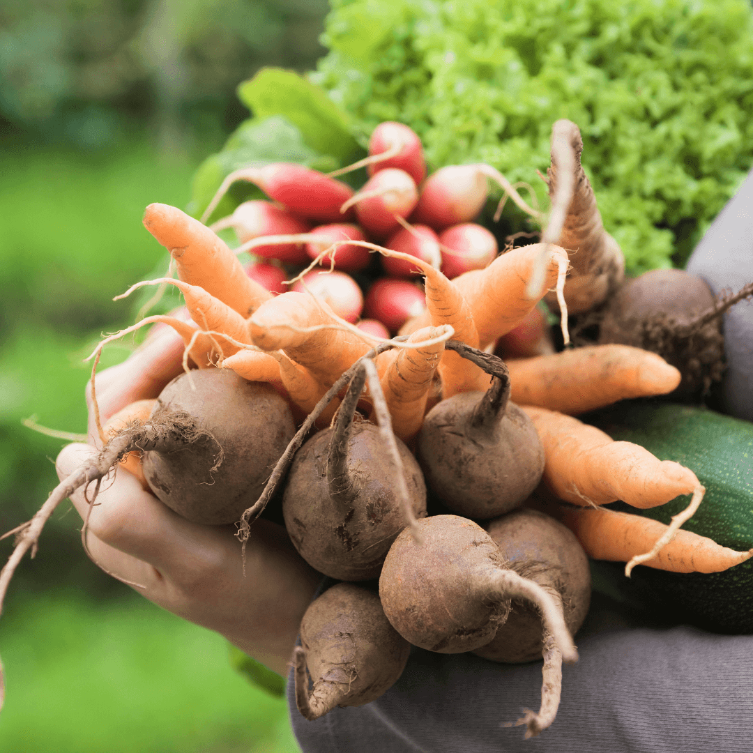 Créer son potager fainéant & résilient