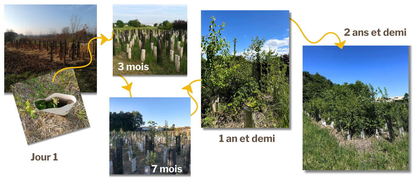 evolution micro-forêt Charlène : 2 ans et demi, avant-après