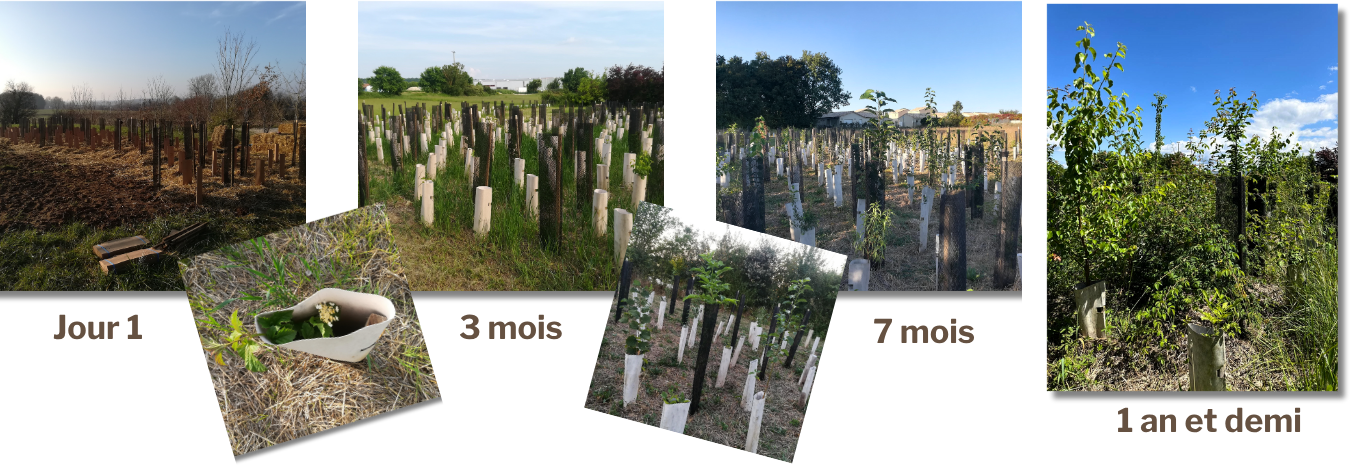 evolution micro-forêt Charlène + articles presse
