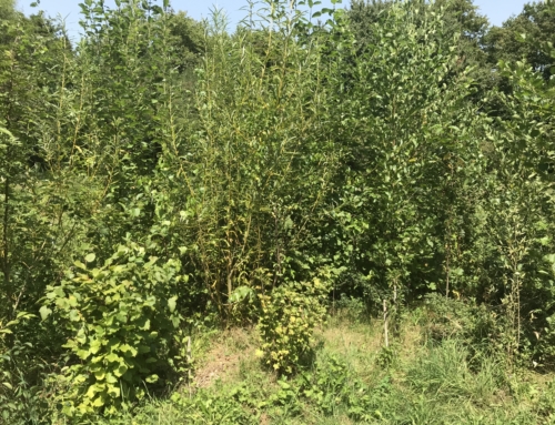 7 fausses croyances sur les micro-forêts (effet de mode ou vrai impact ?)